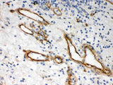Anti-Heparan Sulfate Proteoglycan 2/HSPG2 Antibody Picoband® Boster Bio