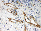 Anti-Heparan Sulfate Proteoglycan 2/HSPG2 Antibody Picoband® Boster Bio