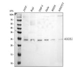 Anti-Mad2L1 Antibody Picoband® Boster Bio