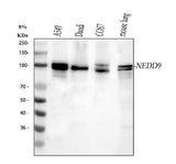 Anti-HEF1/NEDD9 Antibody Picoband® Boster Bio