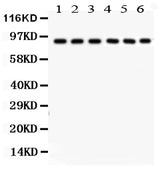 Anti-Oct-1/POU2F1 Antibody Picoband® Boster Bio