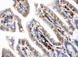Anti-PKC alpha/PRKCA Antibody Picoband® Boster Bio