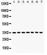 Anti-Caspase-9/CASP9 Antibody Picoband® Boster Bio