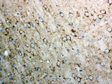Anti-Cytochrome C/CYCS Antibody Picoband® Boster Bio