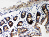 Anti-Hsp60/HSPD1 Antibody Picoband® Boster Bio