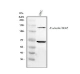 Anti-CD62P/SELP Antibody Picoband® Boster Bio