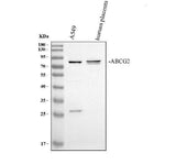 Anti-BCRP/ABCG2 Antibody Picoband® Boster Bio
