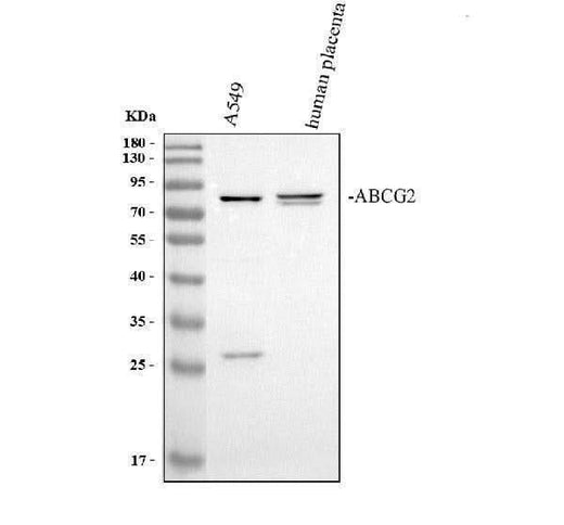 Anti-BCRP/ABCG2 Antibody Picoband® Boster Bio
