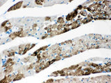 Anti-AIF/AIFM1 Antibody Picoband® Boster Bio