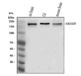 Anti-NMDAR2B/GRIN2B Antibody Picoband® Boster Bio