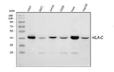 Anti-HLA-C Antibody Picoband® Boster Bio