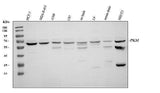 Anti-PKM2 Antibody Picoband® Boster Bio