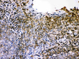 Anti-CD62L/SELL Antibody Picoband® Boster Bio