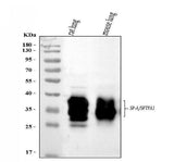 Anti-SFTPA1/2 Antibody Picoband® Boster Bio