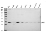 Anti-SF2/SRSF1 Antibody Picoband® Boster Bio
