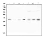 Anti-Unrip/STRAP Antibody Picoband® Boster Bio