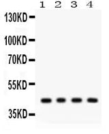 Anti-Adiponectin Receptor 1/ADIPOR1 Antibody Picoband® Boster Bio