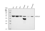 Anti-Cyclin A2/CCNA2 Antibody Picoband® Boster Bio