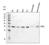 Anti-Rac1 Antibody Picoband® Boster Bio