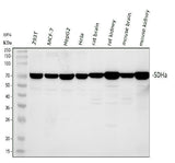 Anti-SDHA Antibody Picoband® Boster Bio