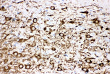 Anti-Tyrosine Hydroxylase/TH Antibody Picoband® Boster Bio