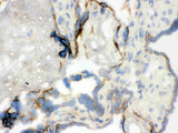 Anti-WASP Antibody Picoband® Boster Bio