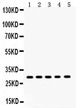 Anti-XBP1 Antibody Picoband® Boster Bio