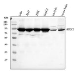 Anti-Ku80/XRCC5 Antibody Picoband® Boster Bio