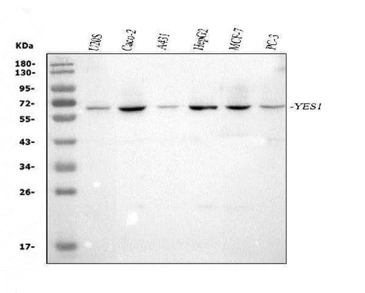 Anti-Yes1 Antibody Picoband® Boster Bio