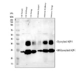 Anti-Aquaporin 1/AQP1 Antibody Picoband® Boster Bio