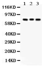 Anti-Apg7/ATG7 Antibody Picoband® Boster Bio