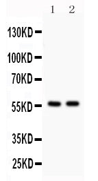 Anti-KIAA0652/ATG13 Antibody Picoband® Boster Bio