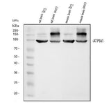 Anti-alpha 1 Sodium Potassium ATPase/ATP1A1 Antibody Picoband® Boster Bio