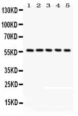 Anti-CREB3L1 Antibody Picoband® Boster Bio