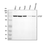 Anti-CTCF Antibody Picoband® Boster Bio