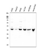 Anti-Cystathionase/CTH Antibody Picoband® Boster Bio
