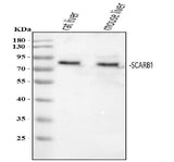 Anti-Scavenging Receptor SR-BI/SCARB1 Antibody Picoband® Boster Bio