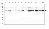 Anti-SLC19A1 Antibody Picoband® Boster Bio
