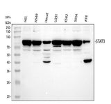 Anti-STAT3 Antibody Picoband® Boster Bio