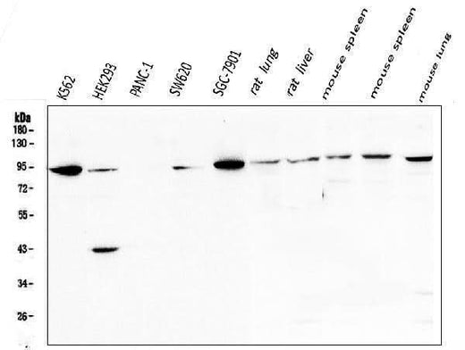 Anti-STAT5b Antibody Picoband® Boster Bio