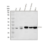 Anti-TMEM173 Antibody Picoband® Boster Bio