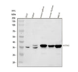 Anti-TMEM173 Antibody Picoband® Boster Bio