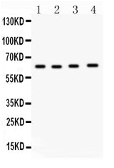 Anti-Cdc6 Antibody Picoband® Boster Bio