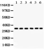 Anti-CDK1 Antibody Picoband® Boster Bio