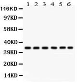 Anti-CDK1 Antibody Picoband® Boster Bio
