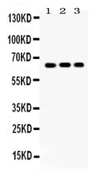 Anti-Cryptochrome I/CRY1 Antibody Picoband® Boster Bio