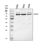 Anti-Cullin 1/CUL1 Antibody Picoband® Boster Bio
