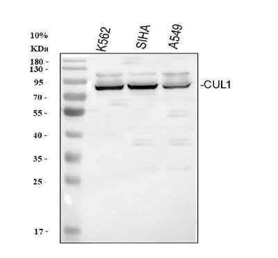 Anti-Cullin 1/CUL1 Antibody Picoband® Boster Bio
