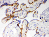 Anti-Cytochrome P450 1A1/CYP1A1 Antibody Picoband® Boster Bio