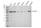 Anti-CYP27B1 Antibody Picoband® Boster Bio